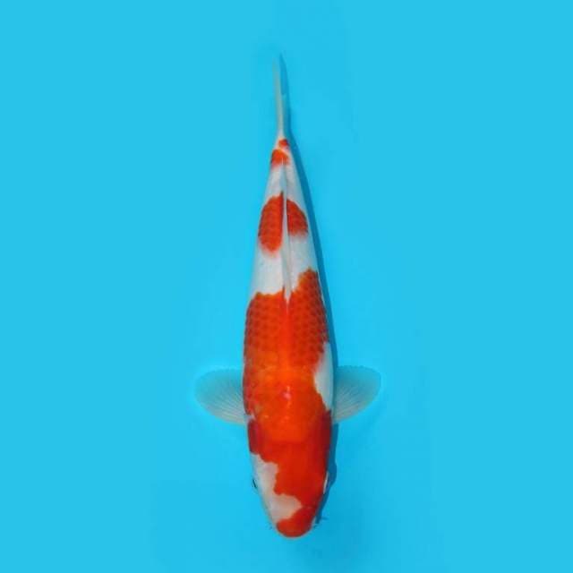 YG_KOHAKU F1 ORIGINAL_29 CM