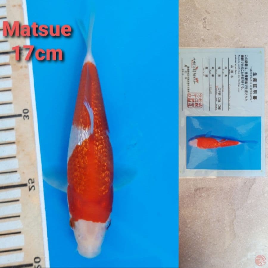 MATSUE GINRIN KOHAKU 17CM
