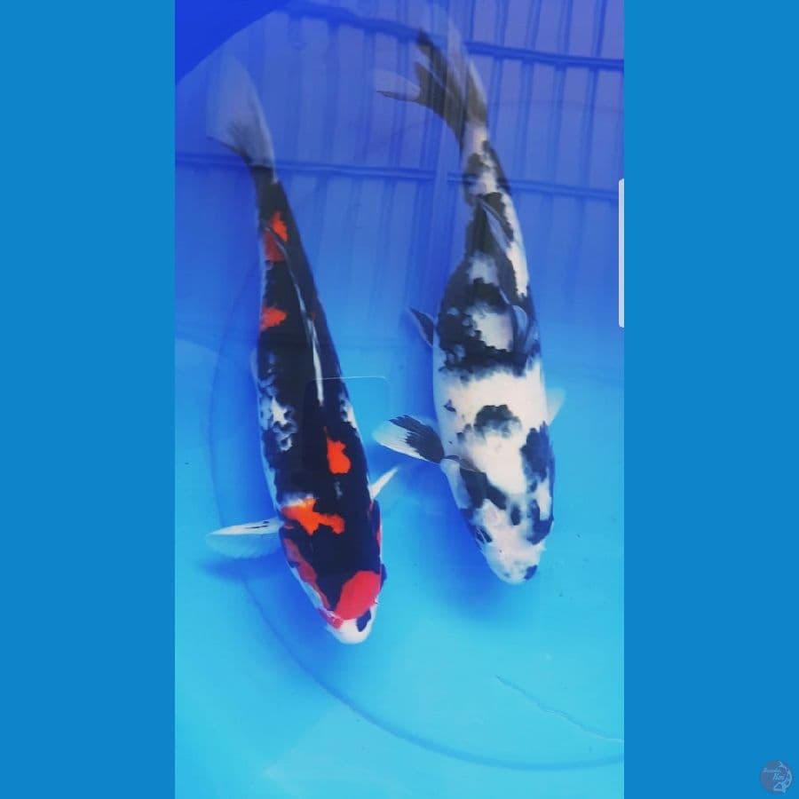Showa Shiro 33-34cm