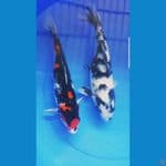 Showa Shiro 33-34cm