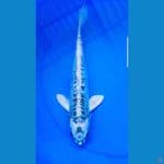 kawarimono 35cm jantan