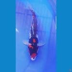 showa 34cm jantan