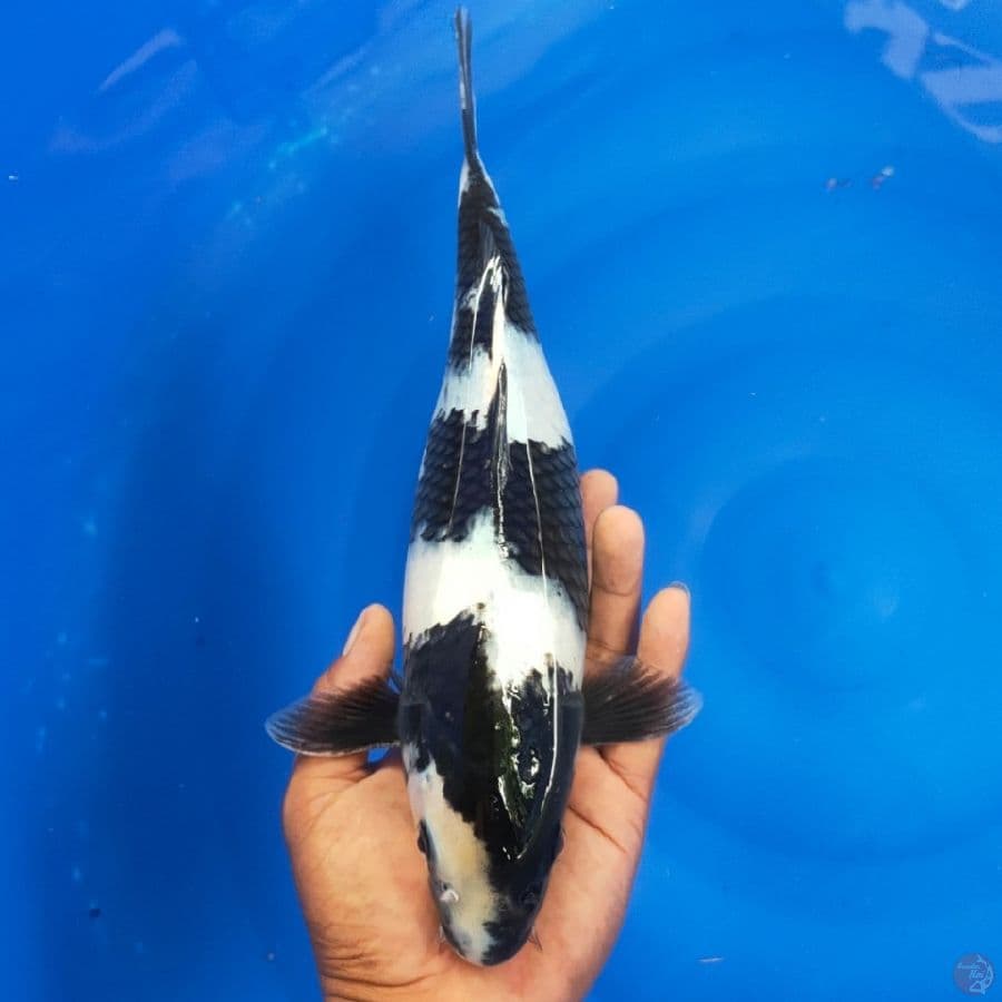 SHIRO 32CM