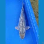 sogin 32 cm punuk buky
