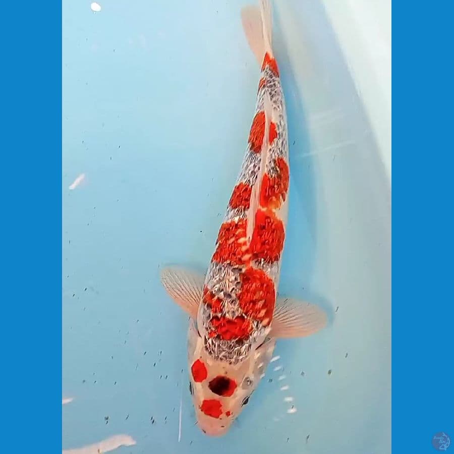 ghosiki ginrin sakura male 38 cm