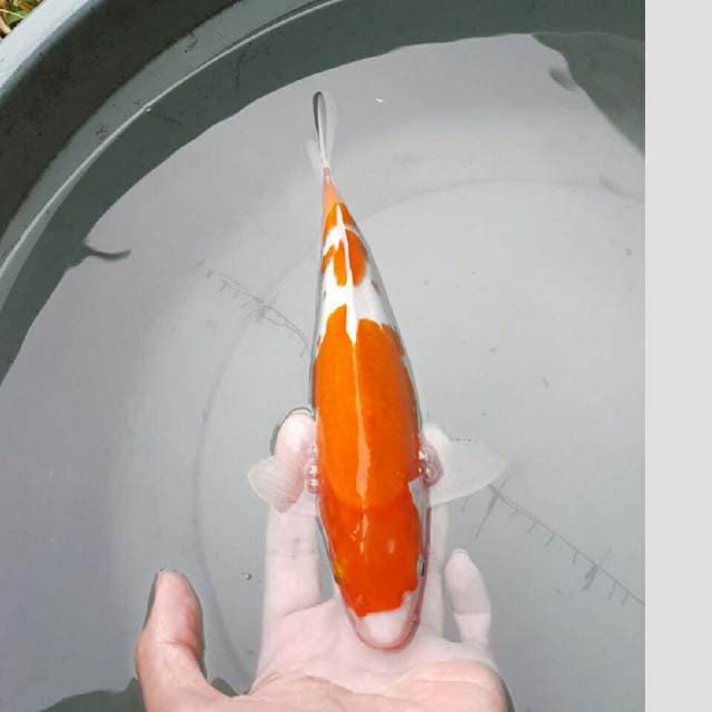 kohaku 3step body oke 30bu