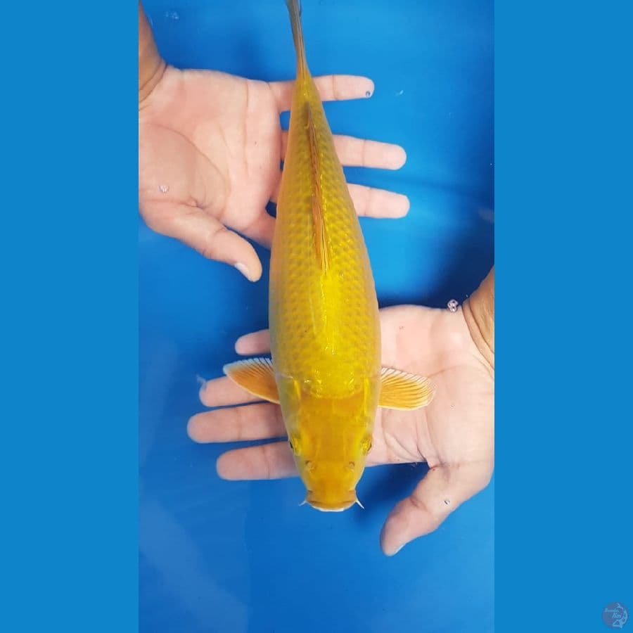 midori 32cm bulky