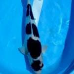 Jantan poool