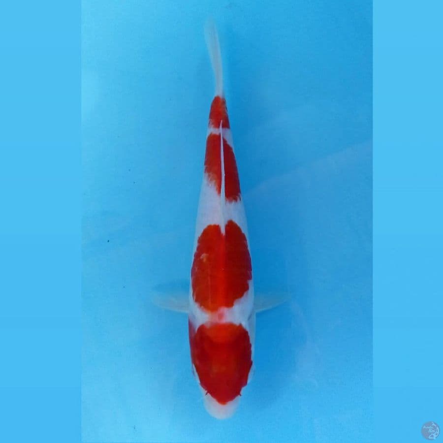 kohaku, 23 cm