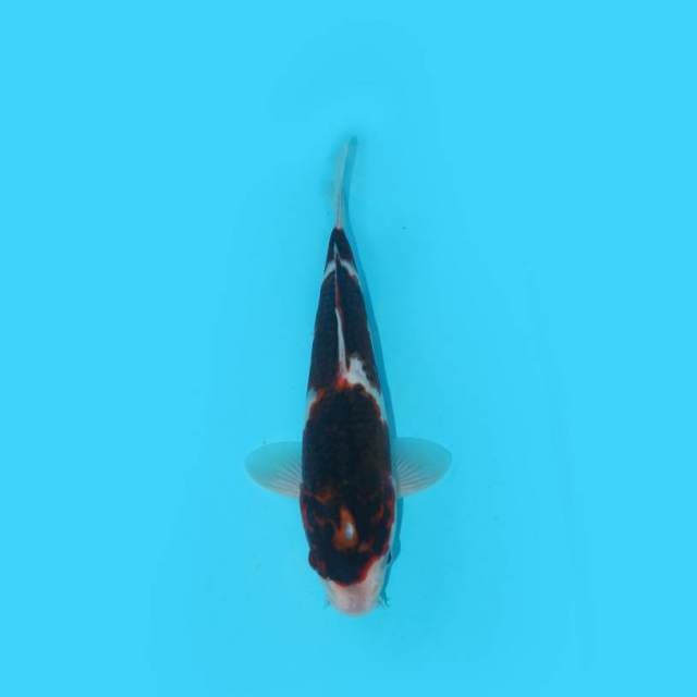 GOROMO 24 CM