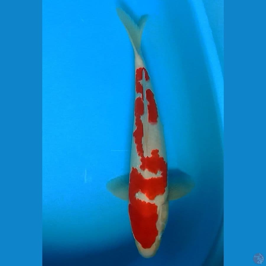 Kohaku