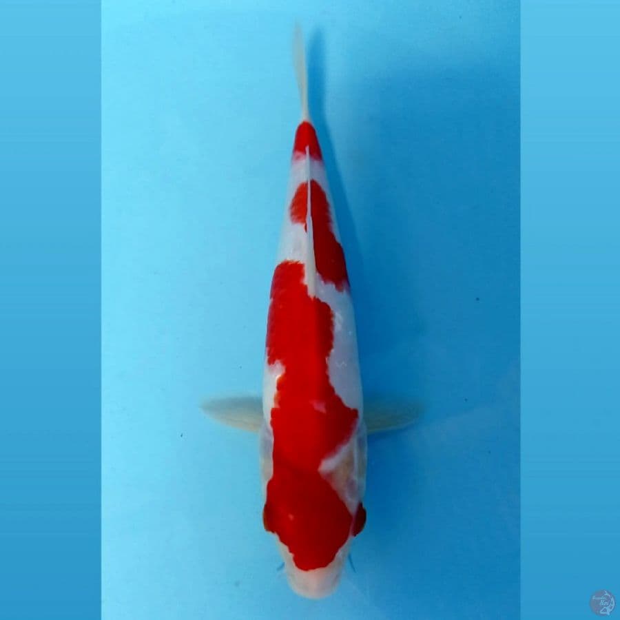 kohaku, 24 cm