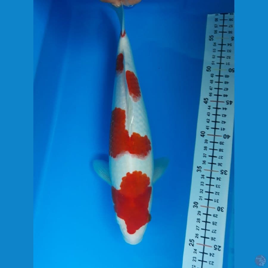 kohaku f 35