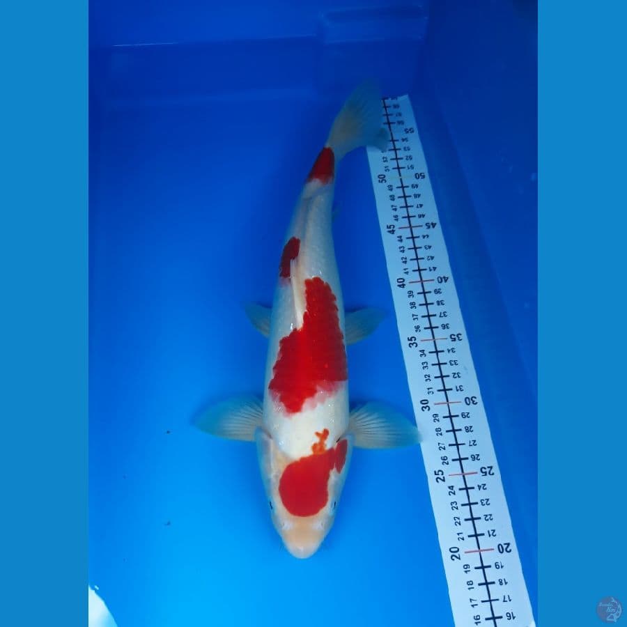 kohaku M 37