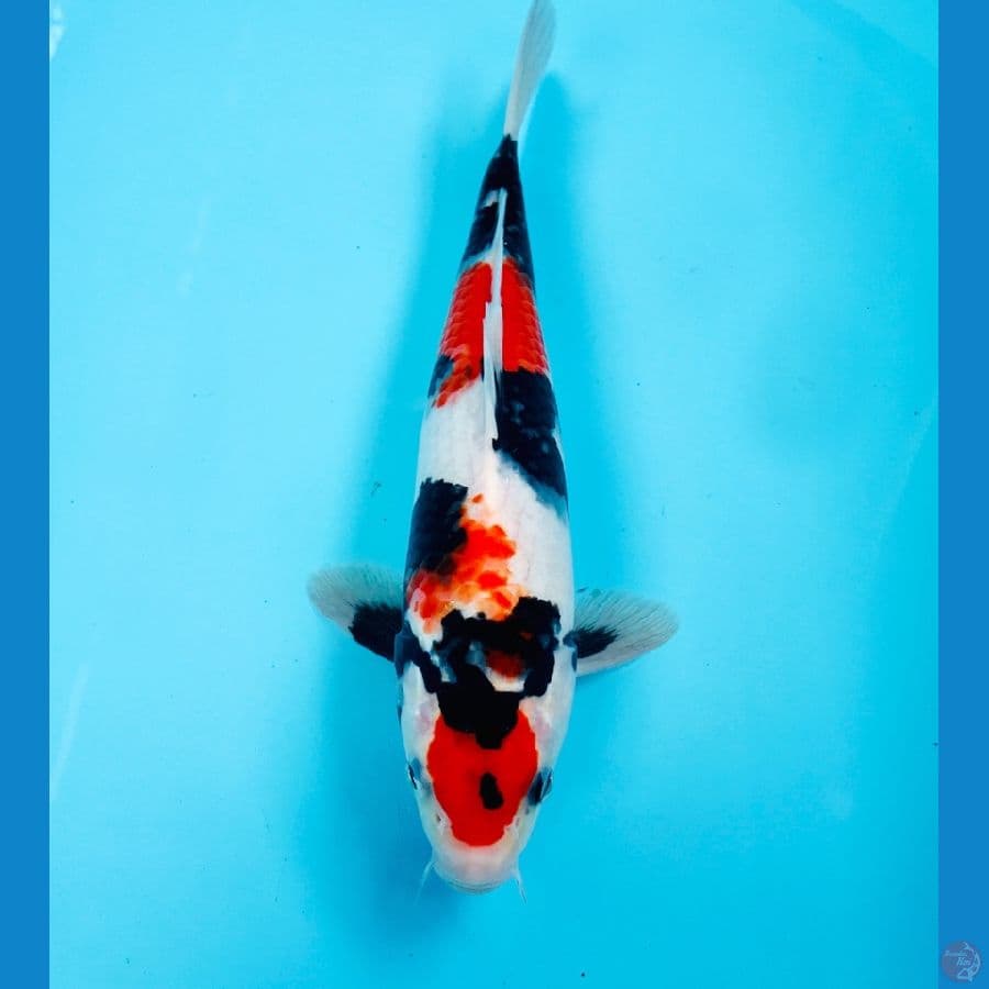 showa, 27 cm