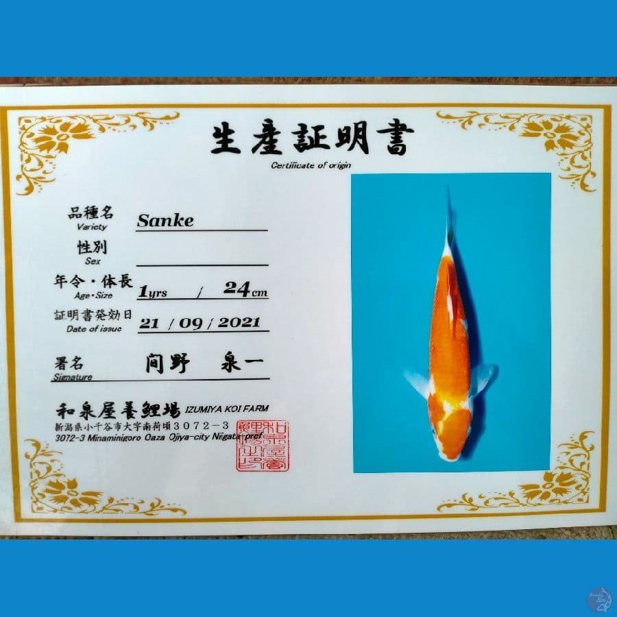 Sanke Import 31cm