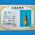 Sanke Import 31cm