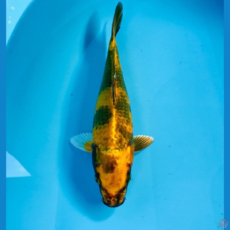 hikari utsuri 21 cm