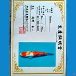 Sanke Import 28cm