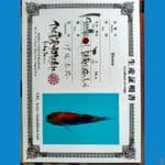 Showa Import 16cm