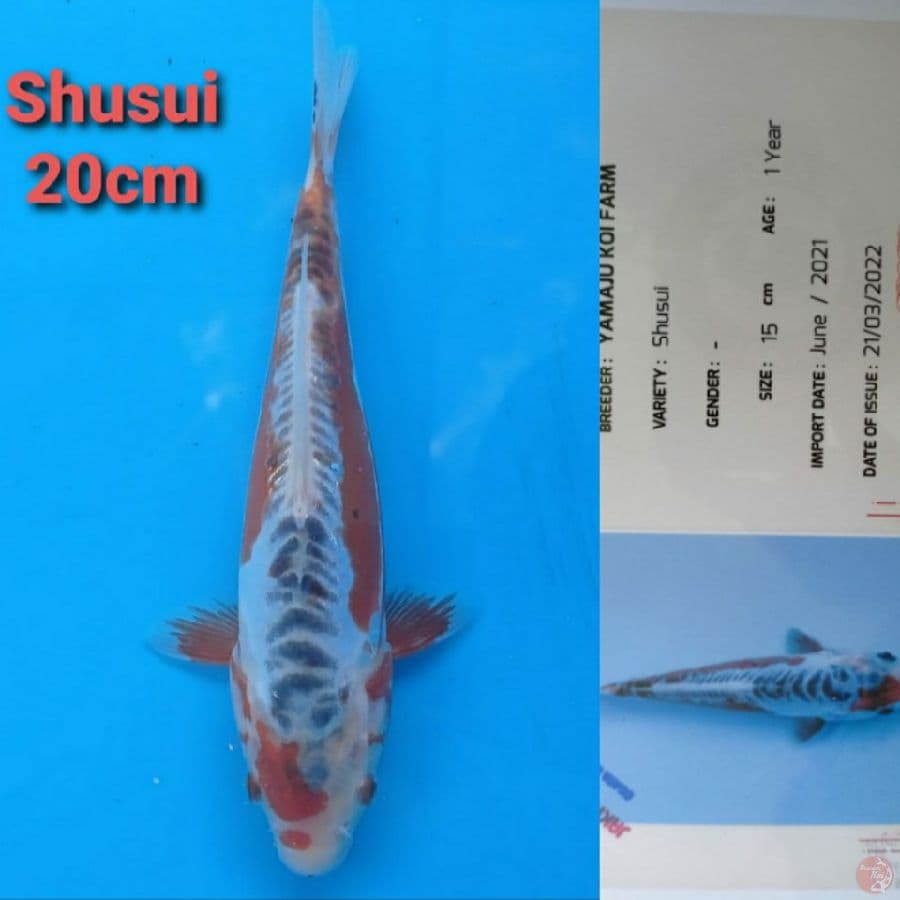 YAMAJYU SHUSUI 20CM