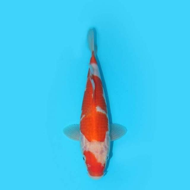 YG_KOHAKU_22 CM