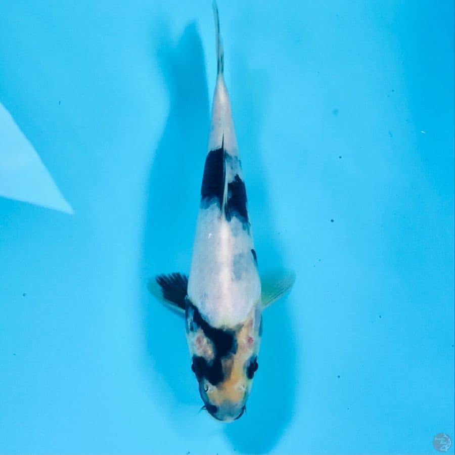 shiro 18 cm