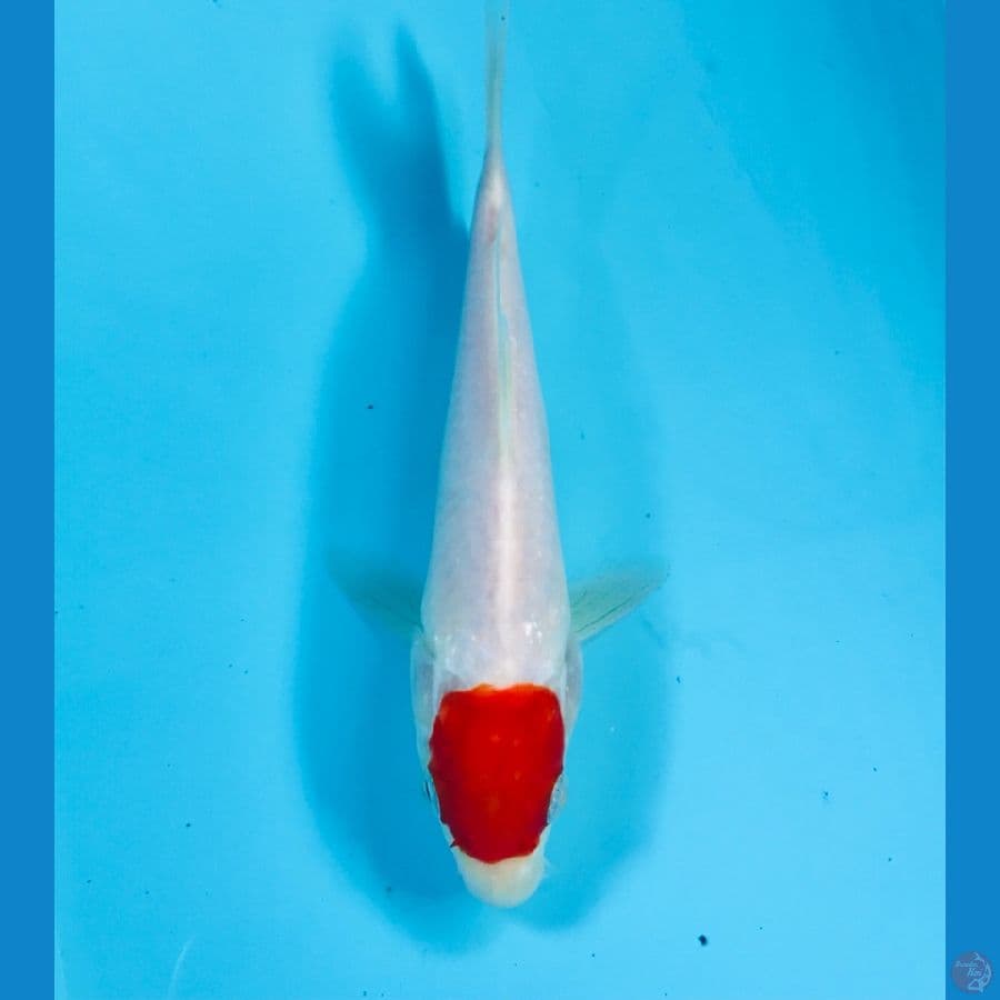 tancho kohaku, 18 cm