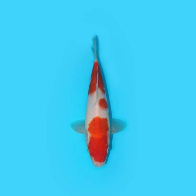 KOHAKU 24 CM