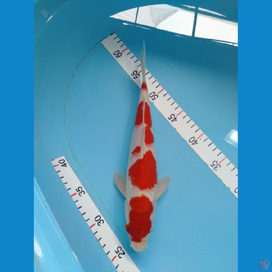 Kohaku super Red Strong