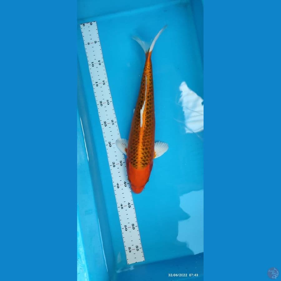 Kin Matsuba ~ 38 cm