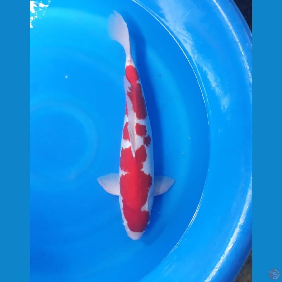 Kohaku Original High Quality