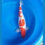 Kohaku