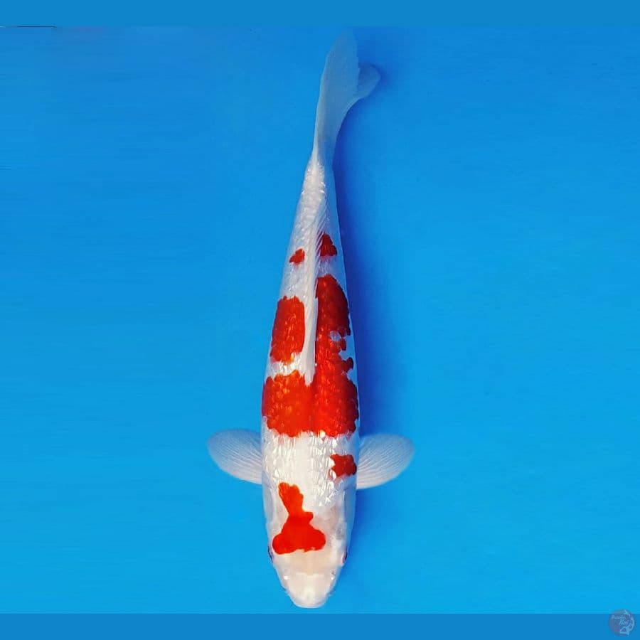 SUKIYAKI 3 - KOHAKU GIN RIN 33 cm/fm ®