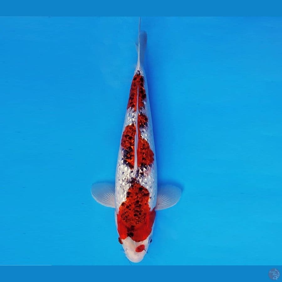 SUKIYAKI 7 - GOSHIKI GOROMO GIN RIN 33 cm/fm ®