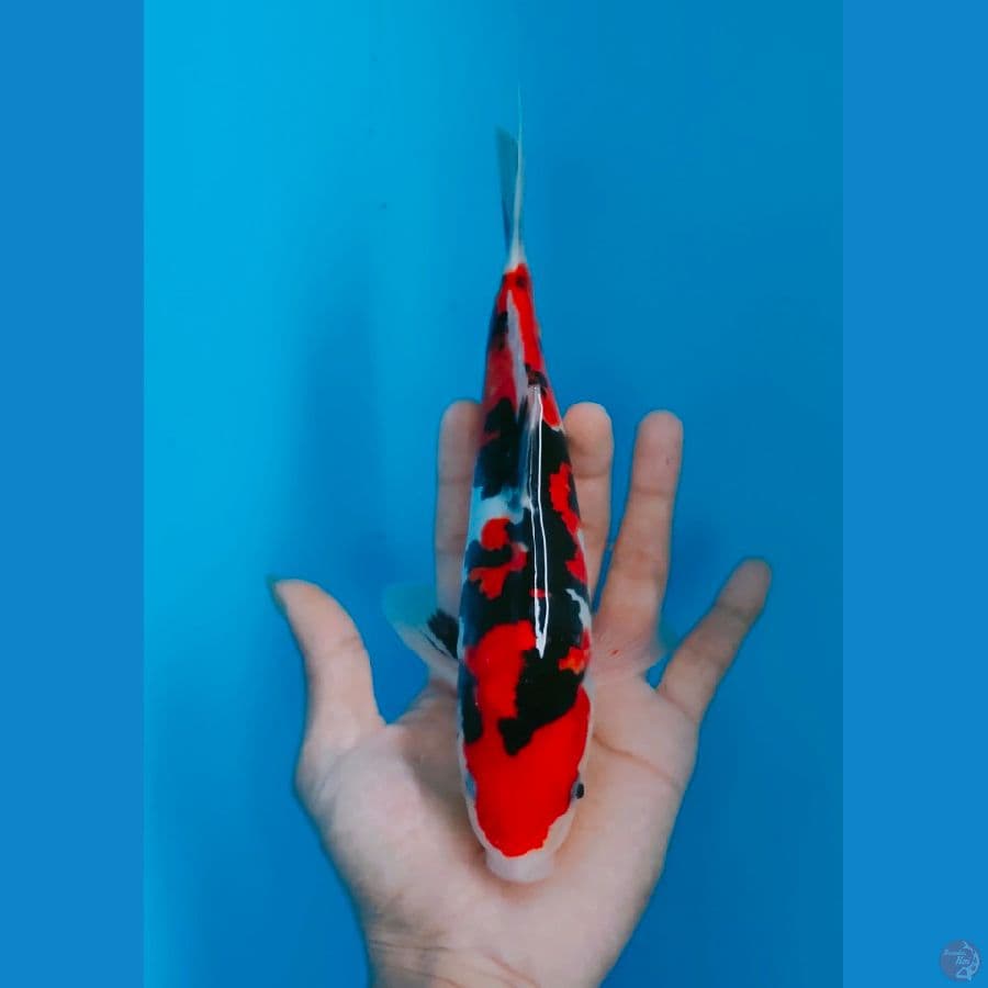 ORIGINAL DOITSU SHOWA FEMALE 25CM