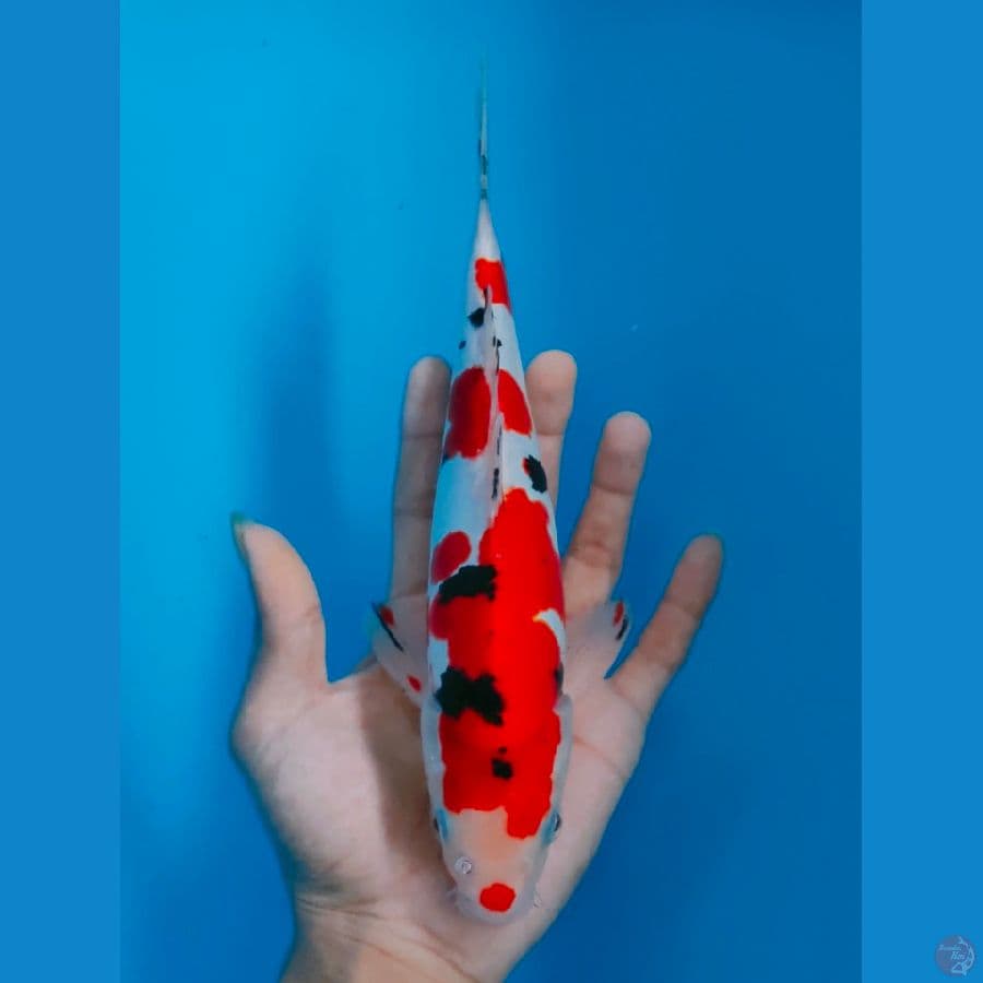 ORIGINAL KUCHIBENI SANKE DOITSU MALE 28CM