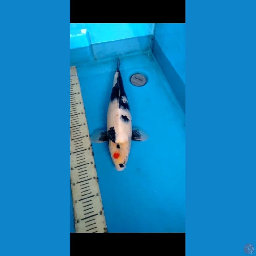 Shiro/showa 51cm