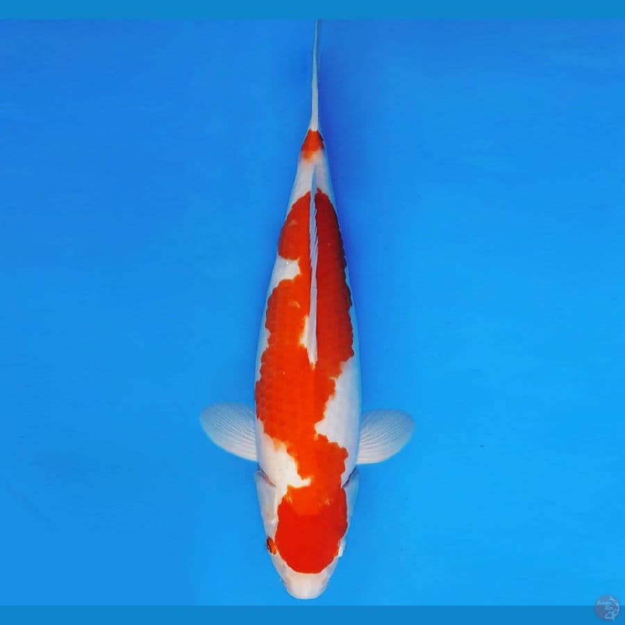 SUKIYAKI 19 - KOHAKU 40 cm/fm ®