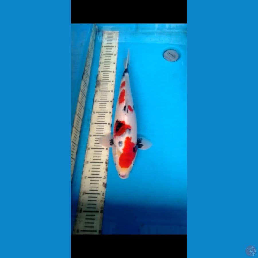 Showa 54cm
