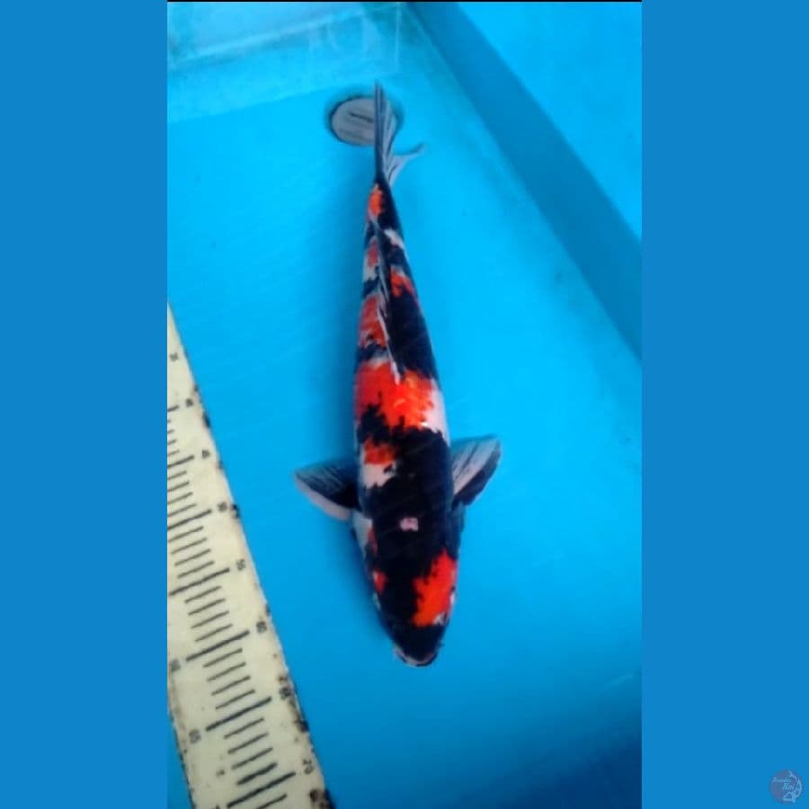 showa 53cm