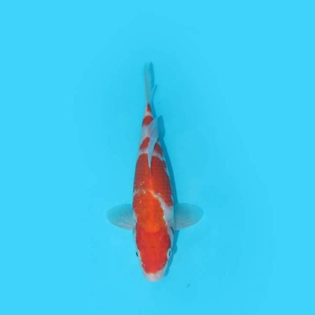 KOHAKU 25 CM 