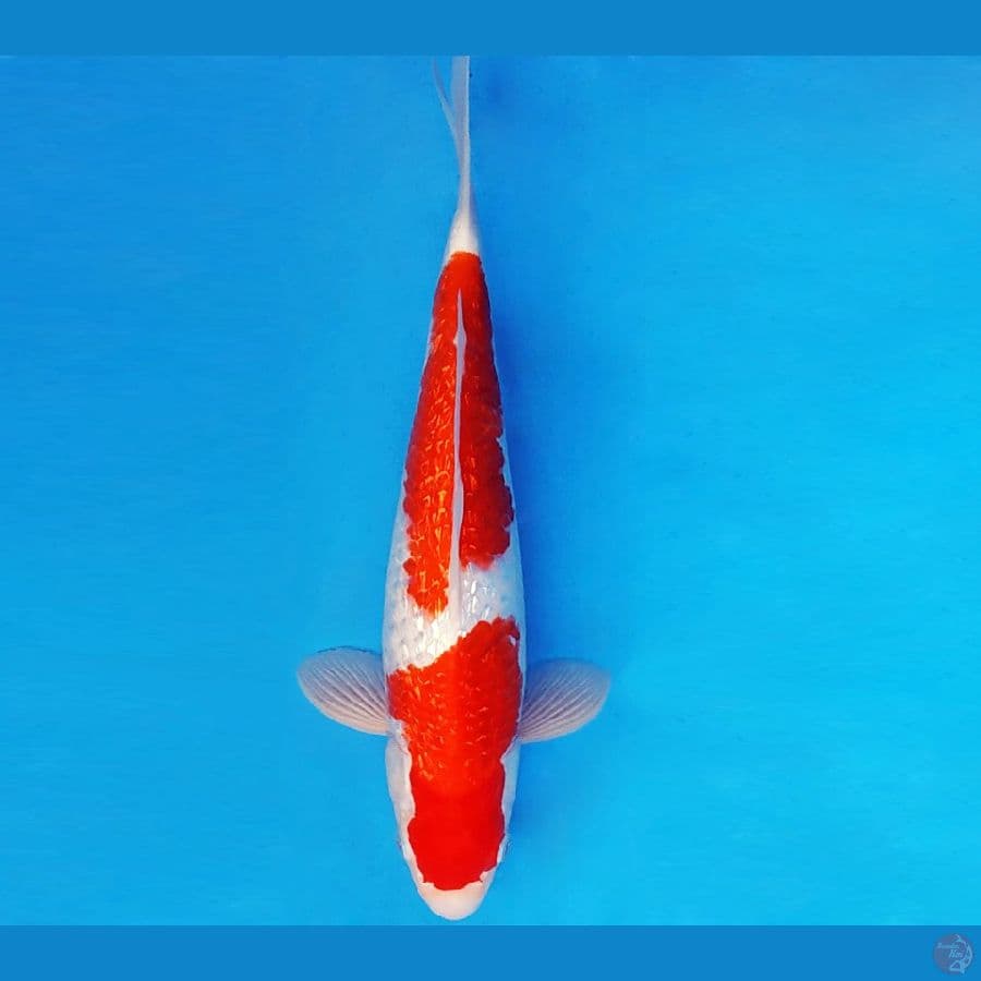SUKIYAKI 22 - KOHAKU GIN RIN 32 cm/male ®