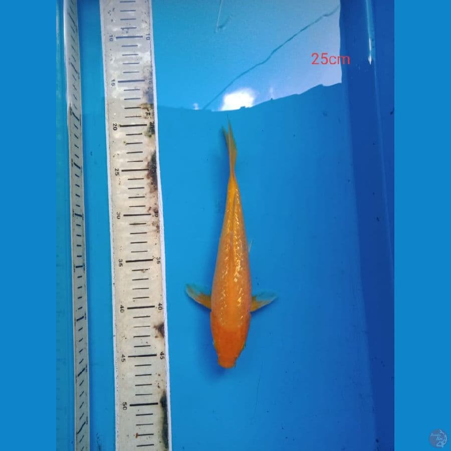 karasi gindrin 25 cm