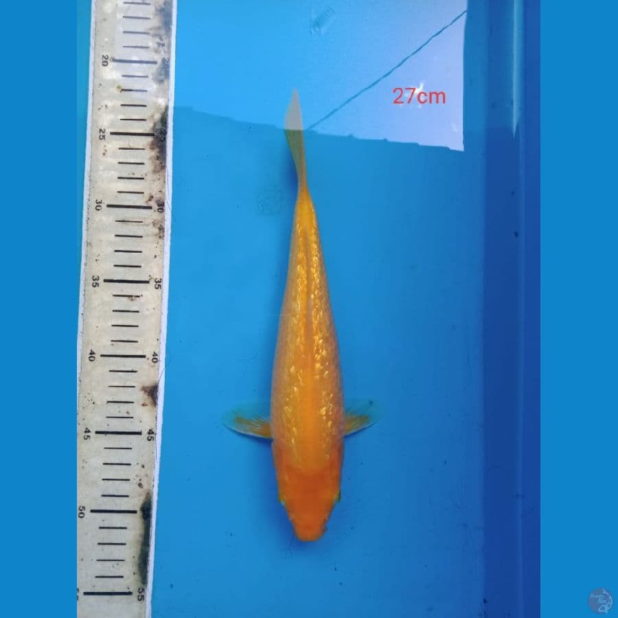 karasi gindrin 27 cm