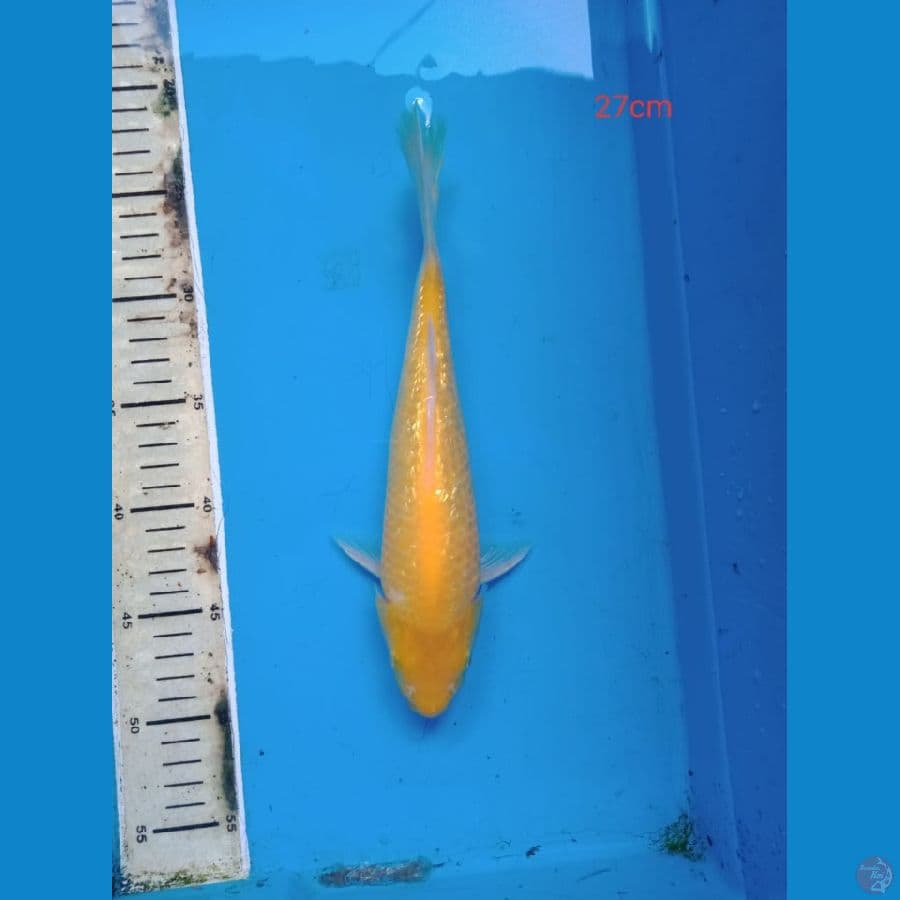 karasi gindrin 27 cm