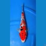 doitsu showa tategoi 25cm
