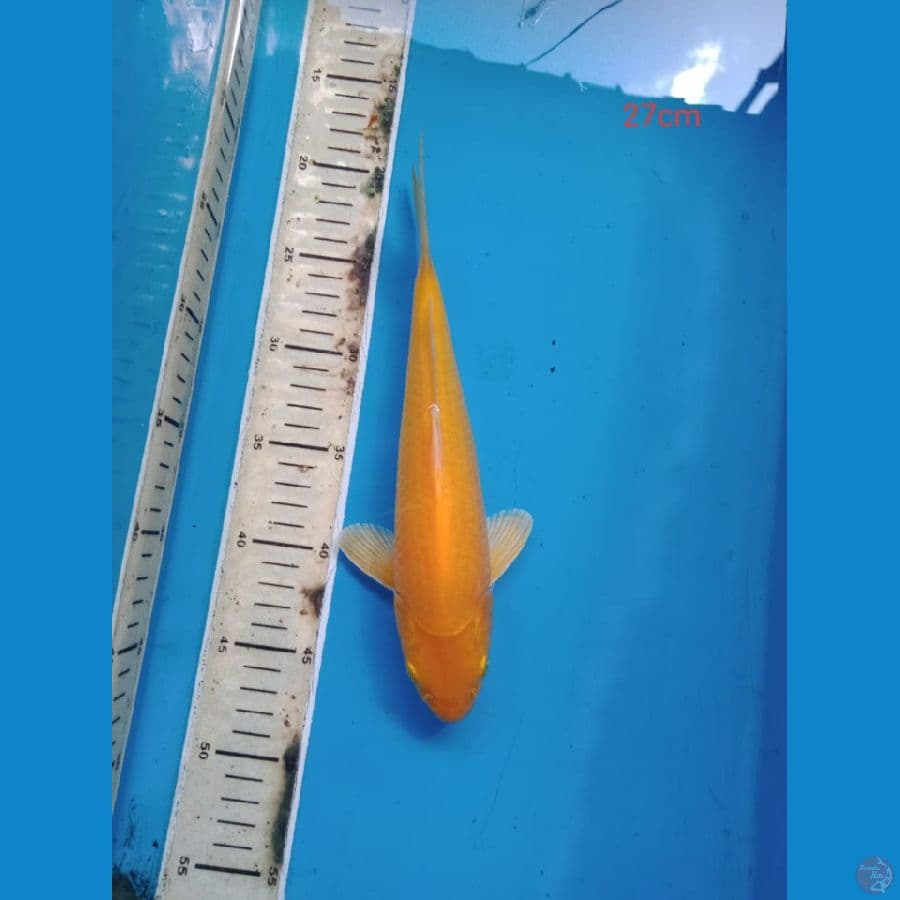 karasi lemon 27 cm