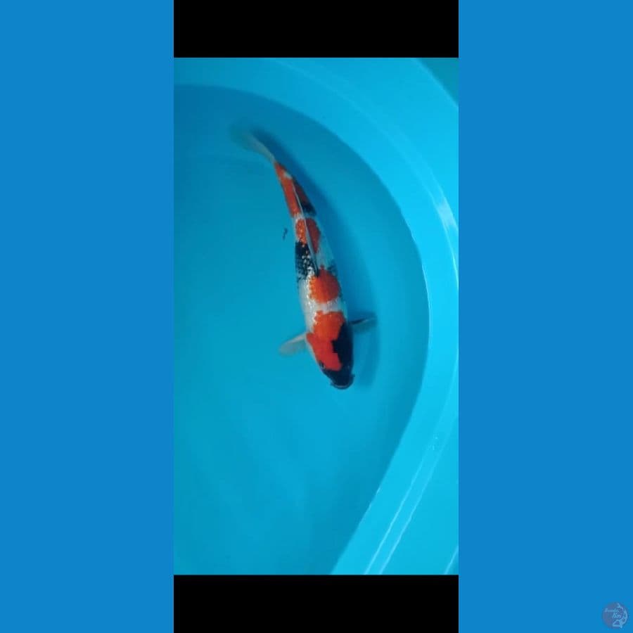 Koi Showa ginrin 34cm