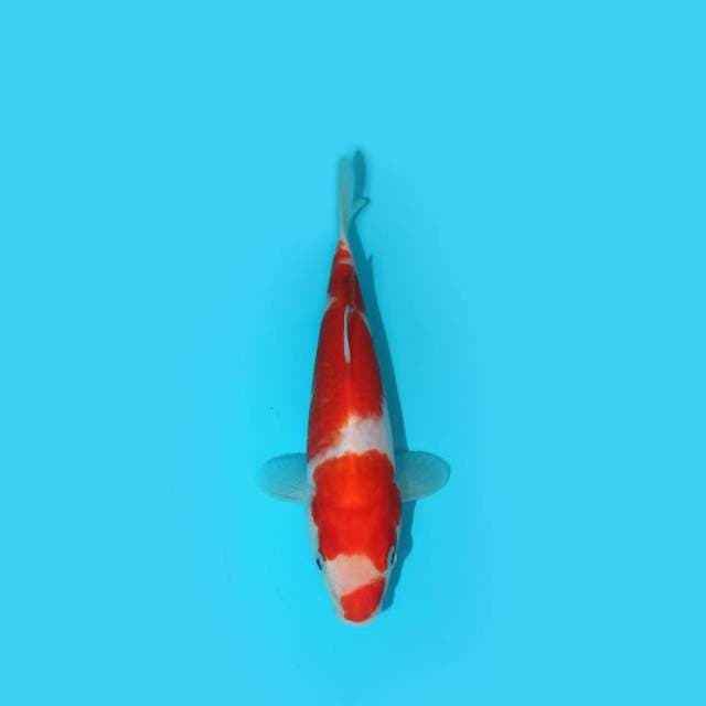 KOHAKU 20 CM